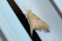 Ennomos erosaria