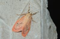Miltochrista miniata