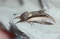 Pheosia tremula