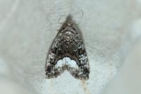 Deltote pygarga
