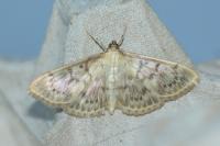 Patania ruralis