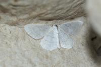 Cabera exanthemata