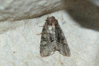 Oligia