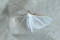 Palpita vitrealis