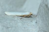 Eilema caniola