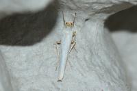 Eilema caniola