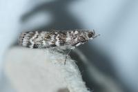 Dioryctria
