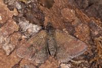 Phytometra viridaria