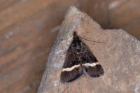 Pyrausta cingulata