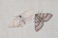 Scotopteryx vicinaria