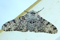 Biston betularia