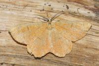 Angerona prunaria
