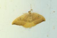 Watsonalla binaria