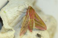 Deilephila elpenor