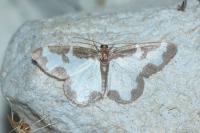 Lomaspilis marginata