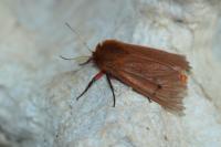 Phragmatobia fuliginosa