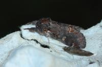 Notodonta dromedarius
