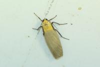 Lithosia quadra