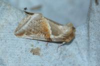 Habrosyne pyritoides
