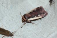 Ochropleura plecta