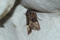 Euplexia lucipara