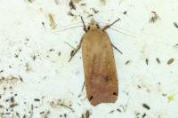 Noctua pronuba