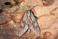 Hyloicus pinastri/maurorum