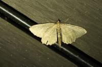 Philereme vetulata