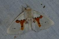 Leucodonta bicoloria