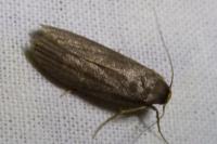 Achroia grisella