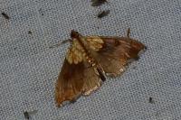 Agrotera nemoralis