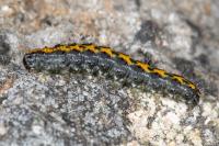Bryophila domestica