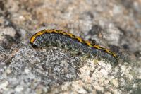 Bryophila domestica