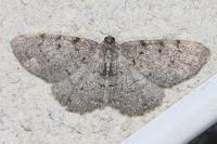 Aethalura punctulata
