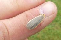 Collita griseola