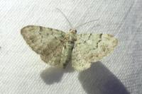 Pasiphila rectangulata
