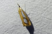 Catoptria pinella