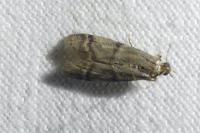 Ephestia woodiella/parasitella/elutella