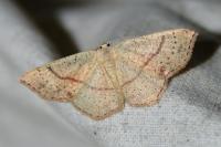 Cyclophora punctaria