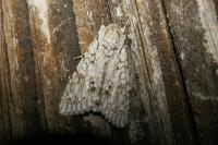 Acronicta aceris