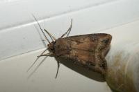 Agrotis ipsilon