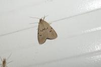 Apaidia mesogona