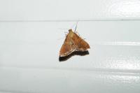 Endotricha flammealis
