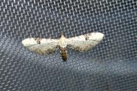 Eupithecia centaureata