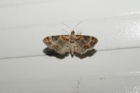 Eupithecia linariata