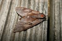 Hyloicus pinastri/maurorum