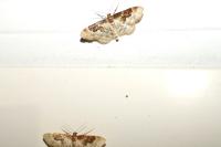Idaea rusticata