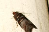 Acrobasis advenella