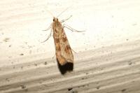 Nomophila noctuella