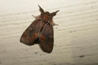 Notodonta dromedarius